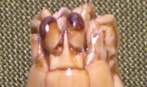 gonodactylus chiragra T.F.C. rostral plate1.JPG